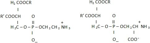 phosphatidylethanolamine and Phosphatidylserine